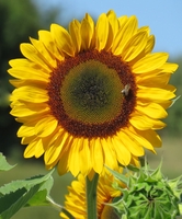 Trương Văn Thành