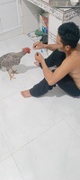 Gà nồi 6836