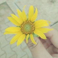 thị hoà