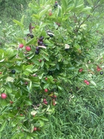 Người Trong Ao Hồ