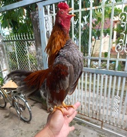 Trung