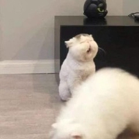 Di