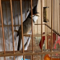 Nguyễn Hữu Tính