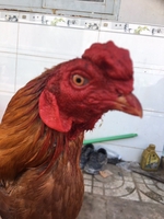 Nguyễn Trọng Phúc