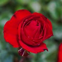 Mặt hàng tiêu dùng