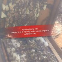 Người Nuôi Ong Mật