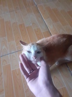 Hoà Võ