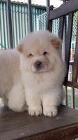 bông pet