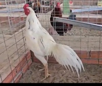 Kỳ Farm