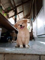 kubo