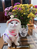 Thanh Huyền