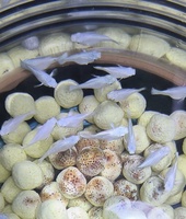 Quí Chuyên Molly vs Guppy