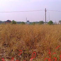 Long Vu