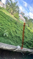 le nguyễn
