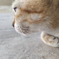 Quân Nguyễn