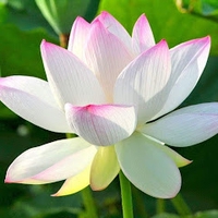 Triều Nguyễn