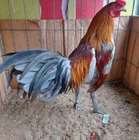 Pham Thanhviet