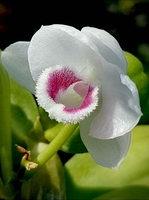 Minh Bảo