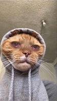 Vũ Võ Hoàn