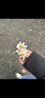 T Thương