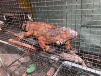 phú hữu