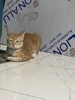 Ngọc Nguyễn