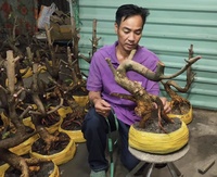 MAI PHÔI MỸ THO 