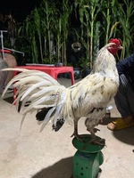 Việt