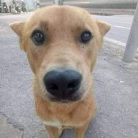Hứa Chí Cường
