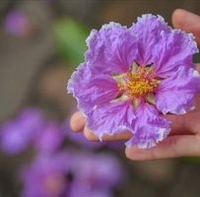 Nhật Khang