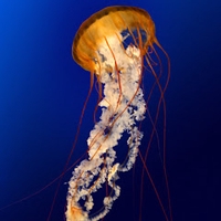 phúc thịnh Nguyễn