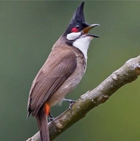 CHÀO MÀO TÂY SƠN