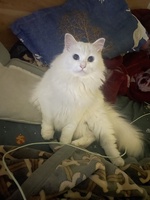 Nguyễn Văn Tiến