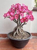 Khanh
