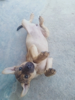 Thú Cưng 
