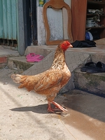 Gà tre và nồi Bến Tre