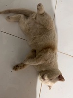 nhii