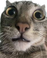meo