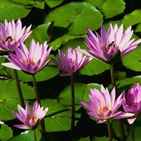 nhàn nhã của hoang