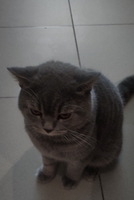 Phước P