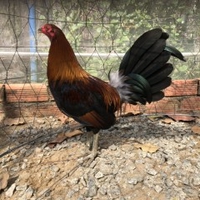 Hùng Trần