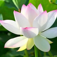 Đỗ Thành Ven 