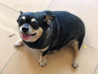 Luan Pham