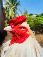 Gà Cần Thơ