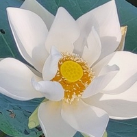 LaiNguyetAnh