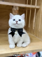 ti pet town