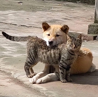 Sỉn Sỉn