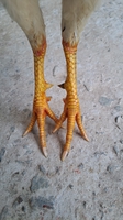 tre lai bến tre