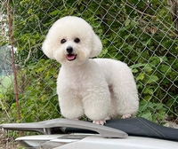 Chuột