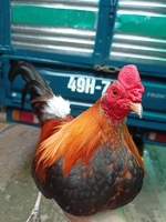 A Đỏ